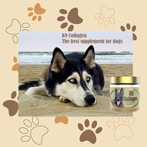 The Best Supplement for Dogs- K9 Collagen